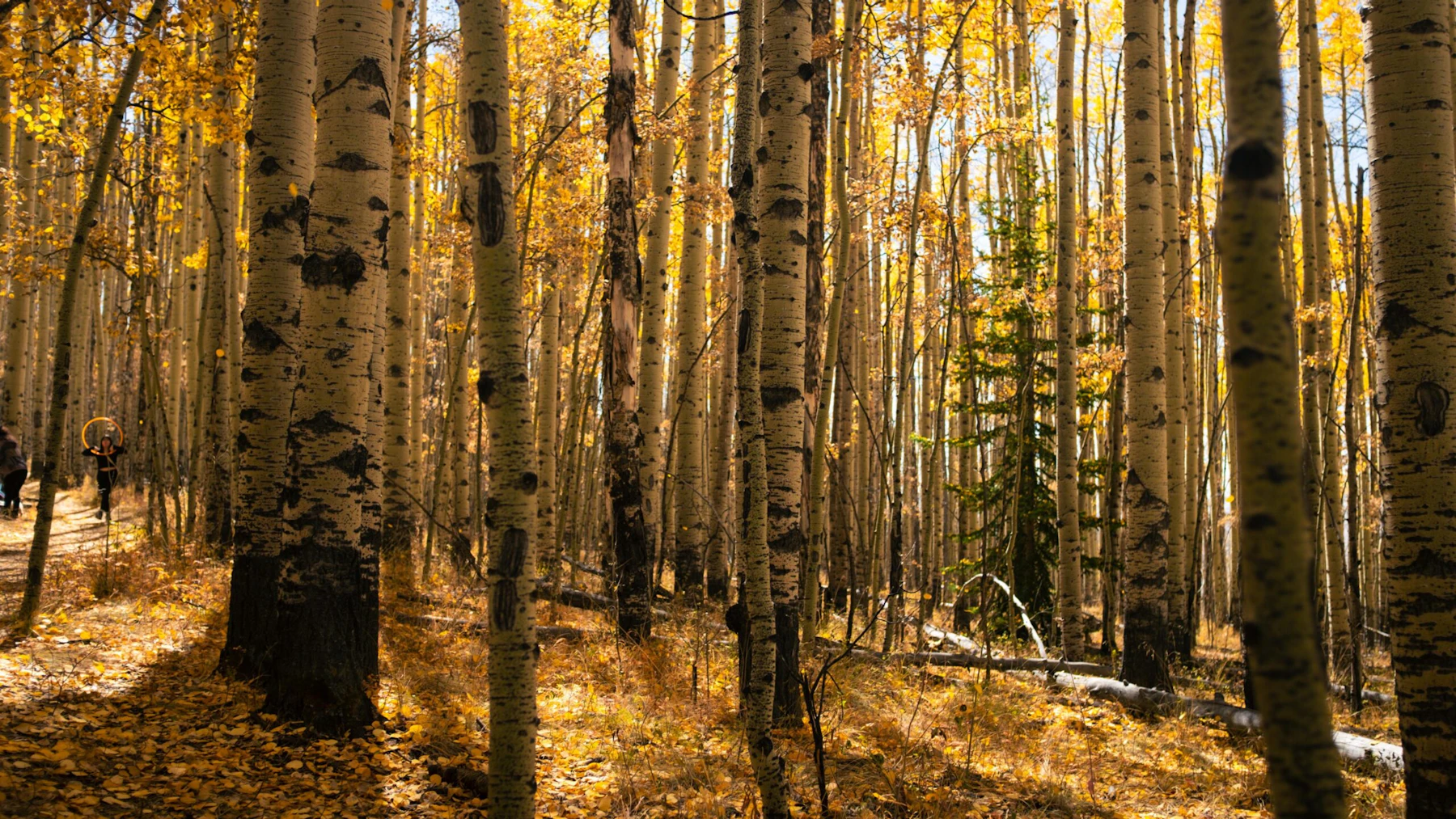 tall yellow aspen trees