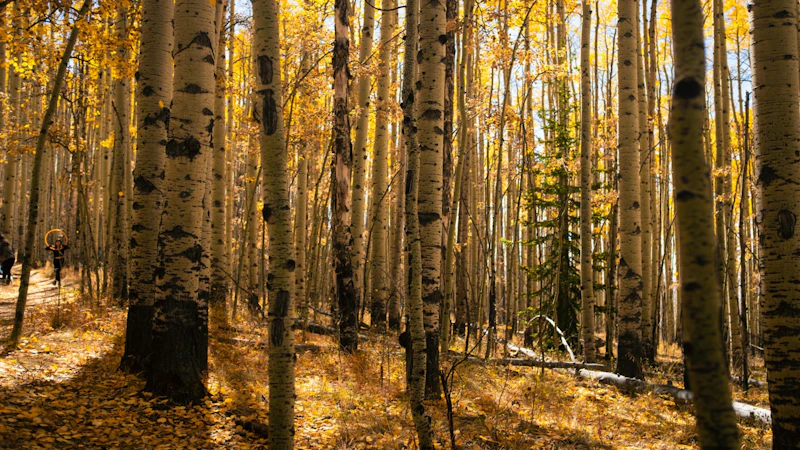 tall yellow aspen trees