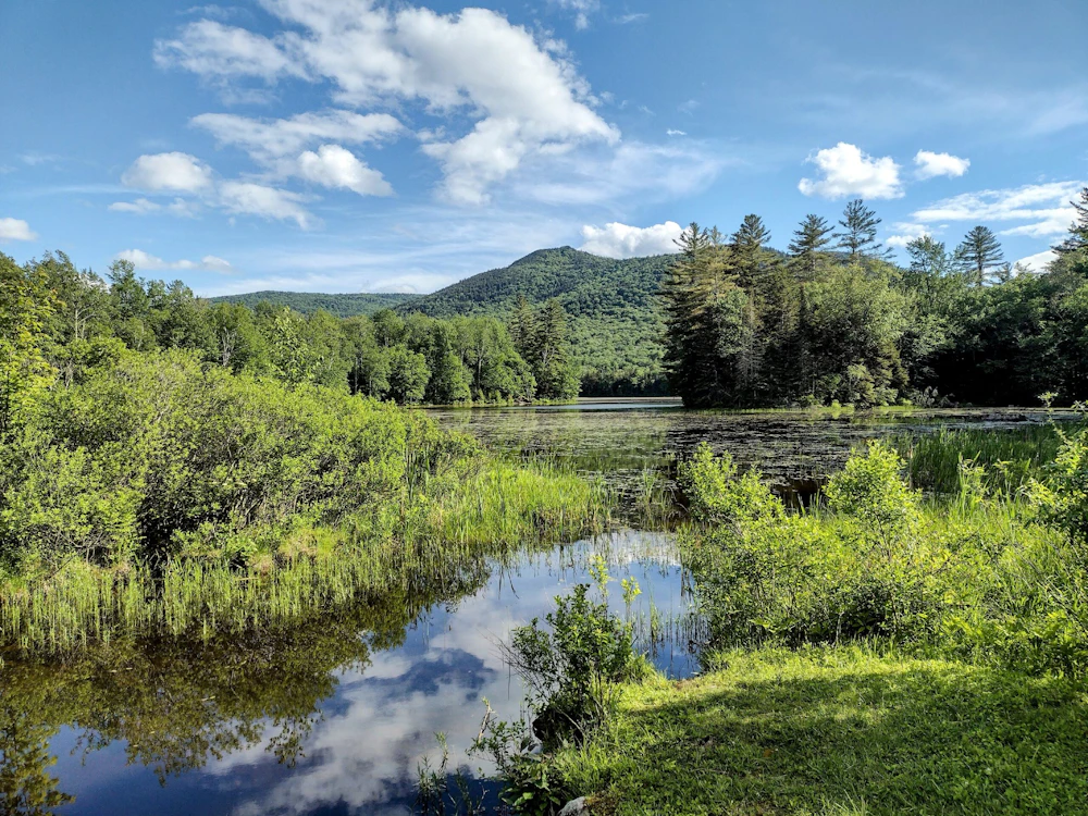 a creek flowing into a small lake in the forest