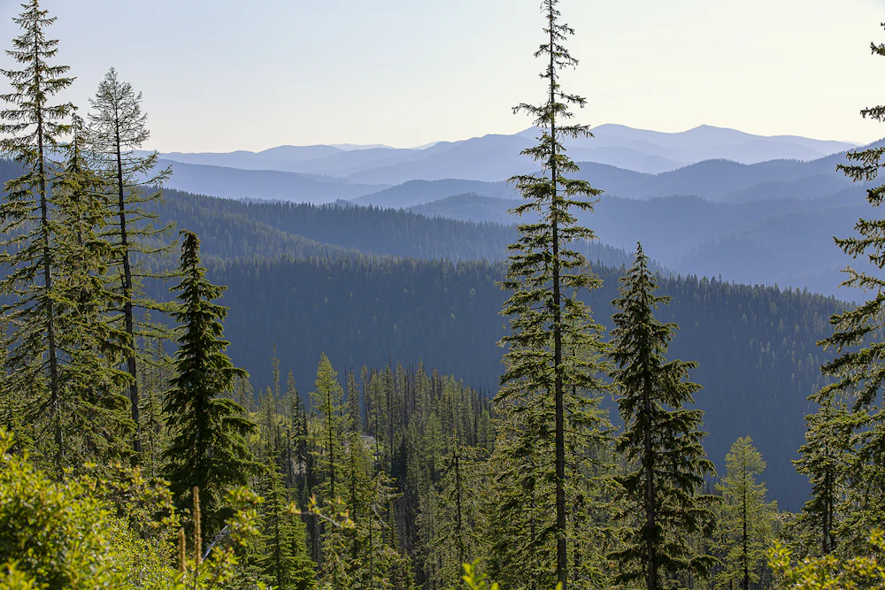 tree covered mountains