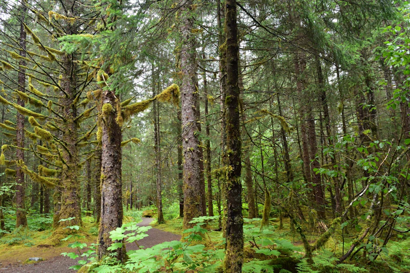 dense green forest with a path