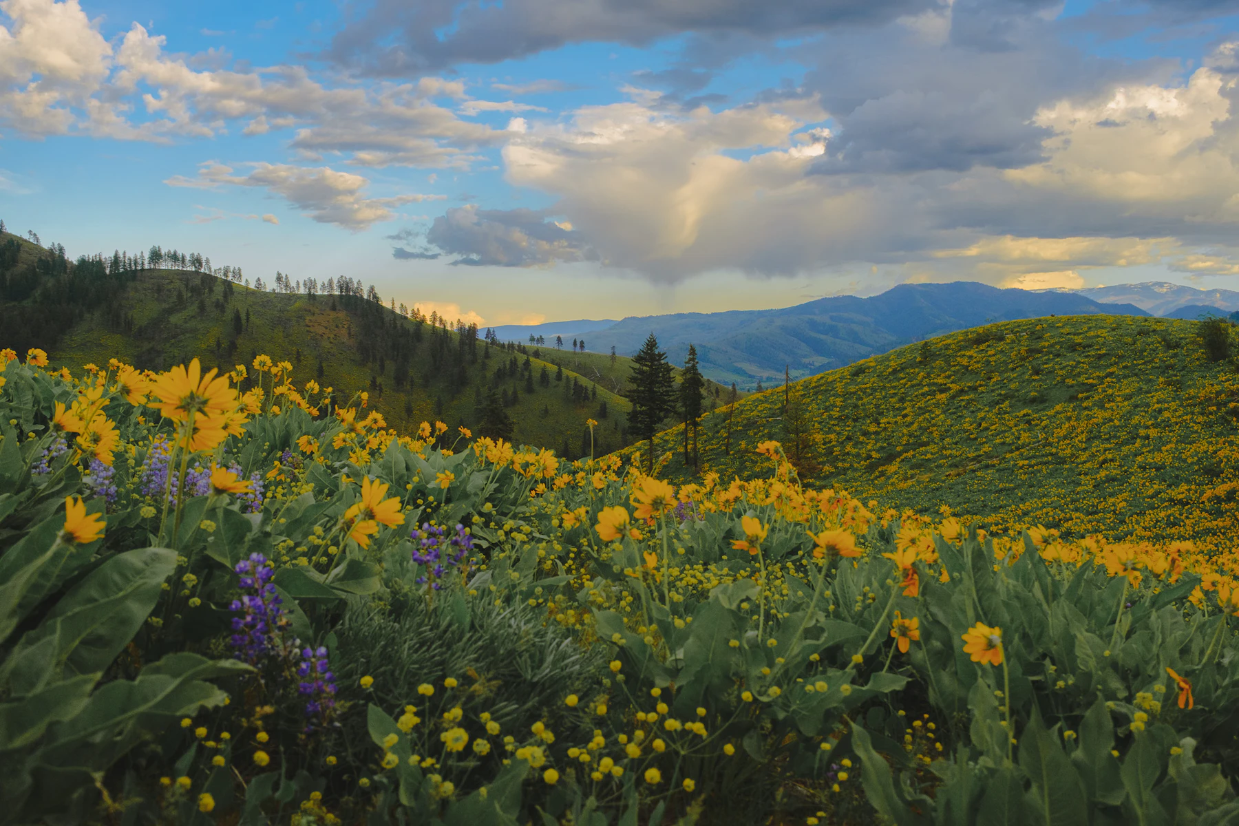 Balsam root and lupine upland meadow on the Okanogan-Wenatchee National Forest, Washington.