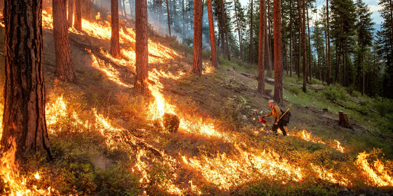 Forest Service employee uses a drip torch to start a prescribed fire.