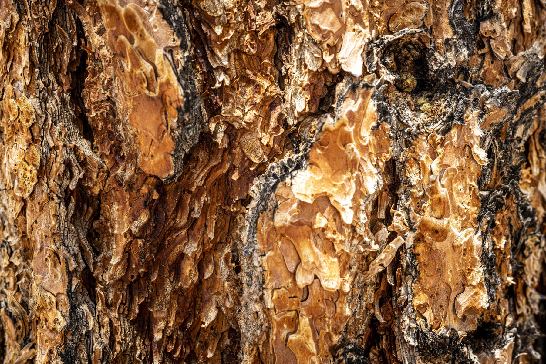 Tree bark.