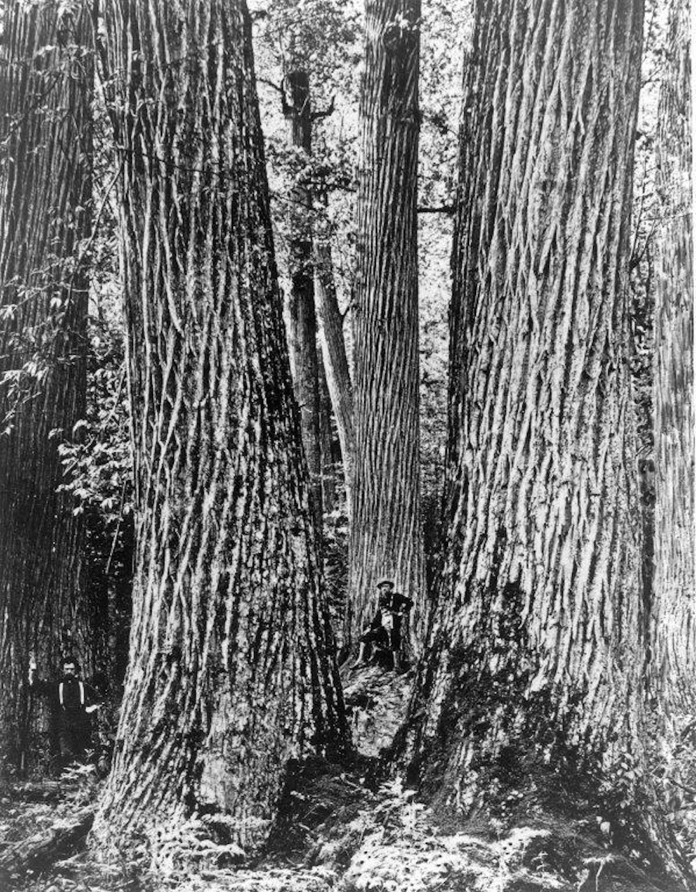 06  Chestnut Giants Great Smokey Mountains Wnc C 1910  Courtesy Forest History Society