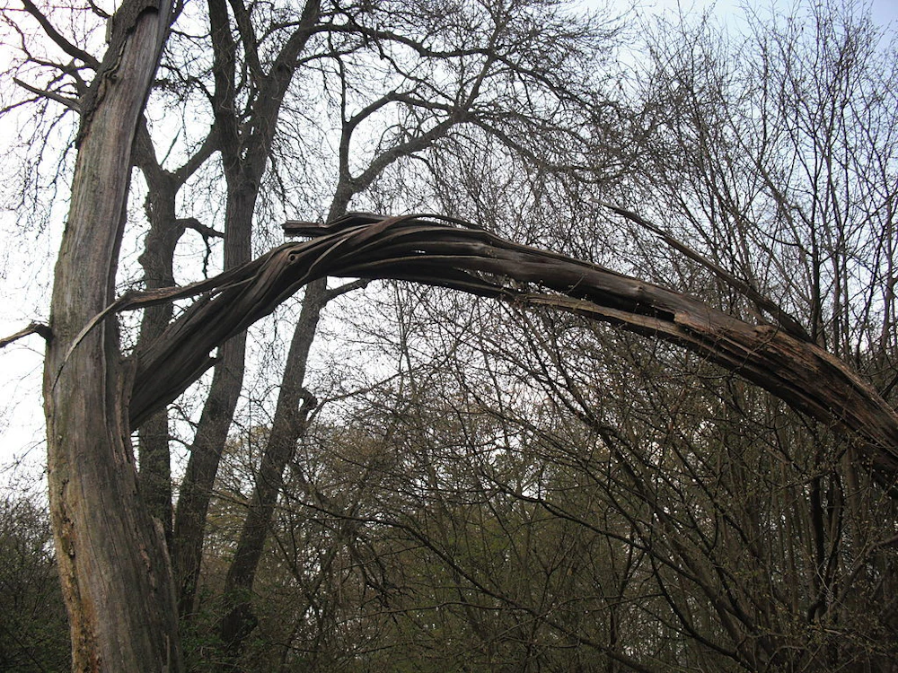 Tree Split By Lightning