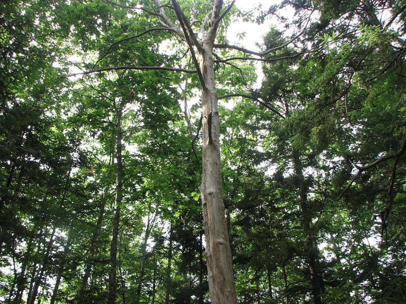 1280Px Castanea Dentata Large