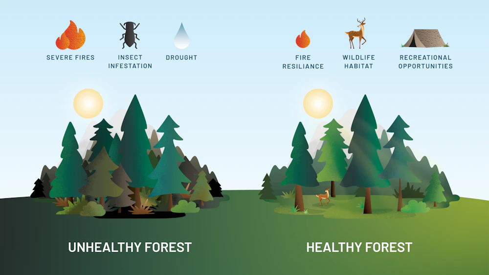 1600x900 Overstocked Forests Blog 01