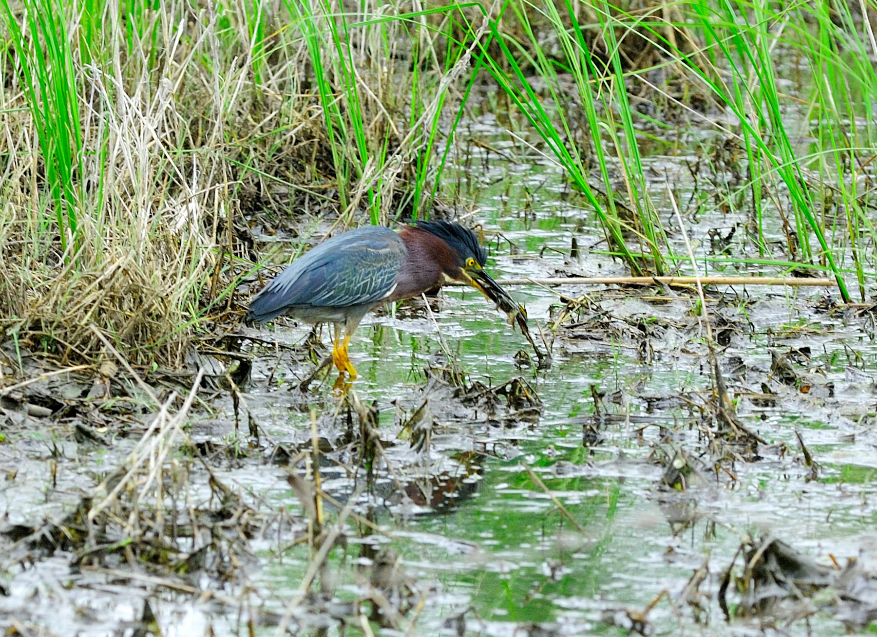 2-Green-heron Gary-Sullivan