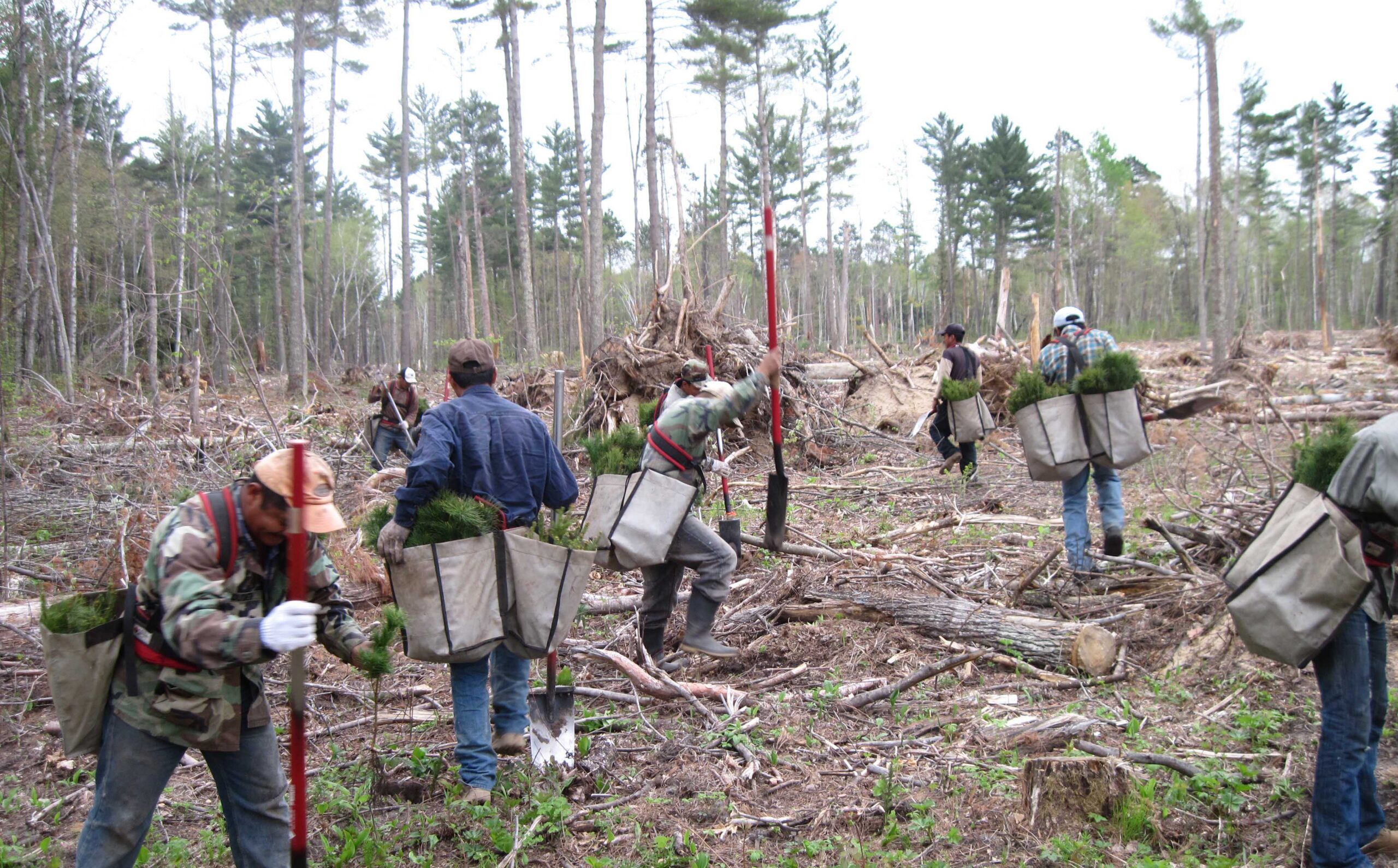 Reforesting the Mississippi River Headwaters — National Forest
