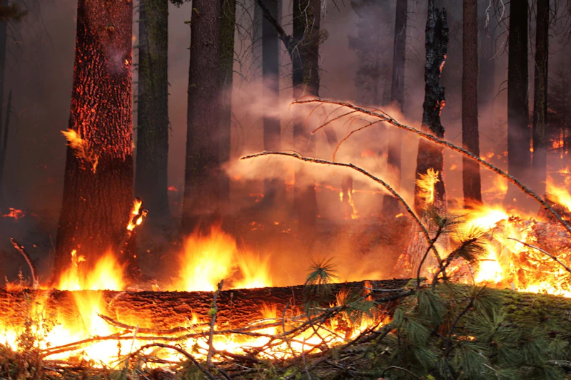 forest fire