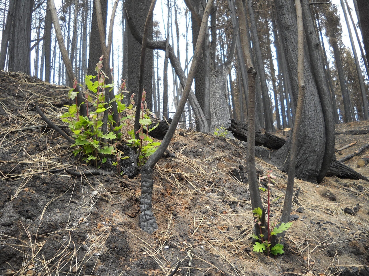 www.nationalforests.org