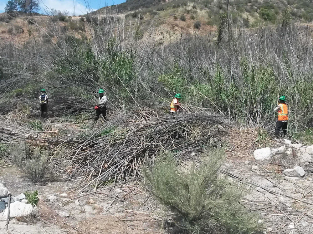 Giant Reed, Greater Need to Fight Off Invasive — National Forest Foundation