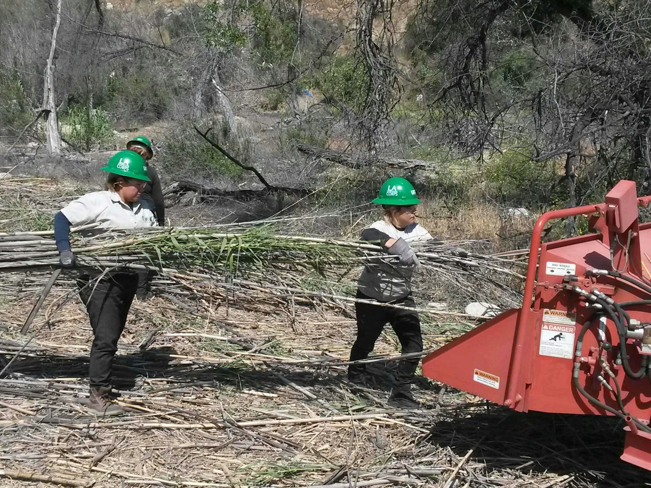 Giant Reed, Greater Need to Fight Off Invasive — National Forest Foundation
