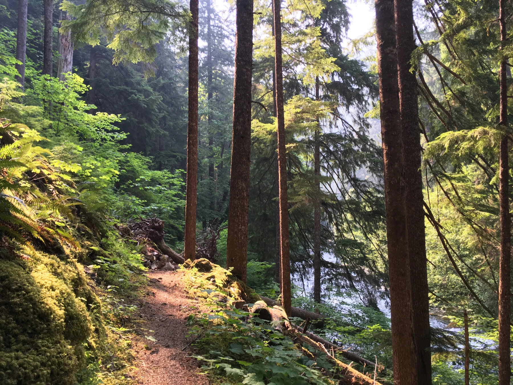 narrow dirt trail through a lush green forest.