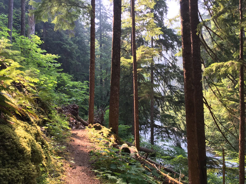 narrow dirt trail through a lush green forest.