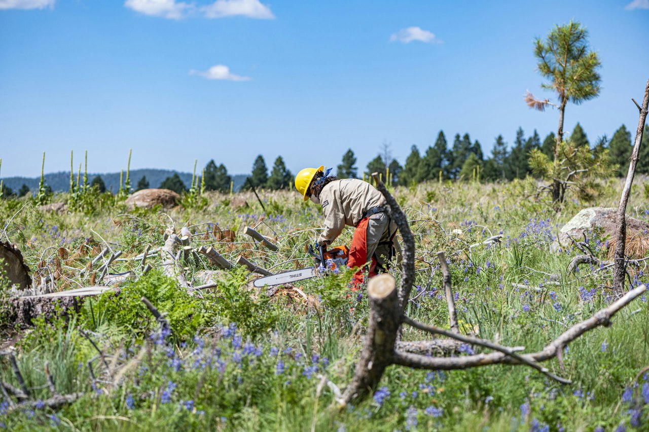 Wood for Life Program Pilot Program Kicks Off — National Forest Foundation