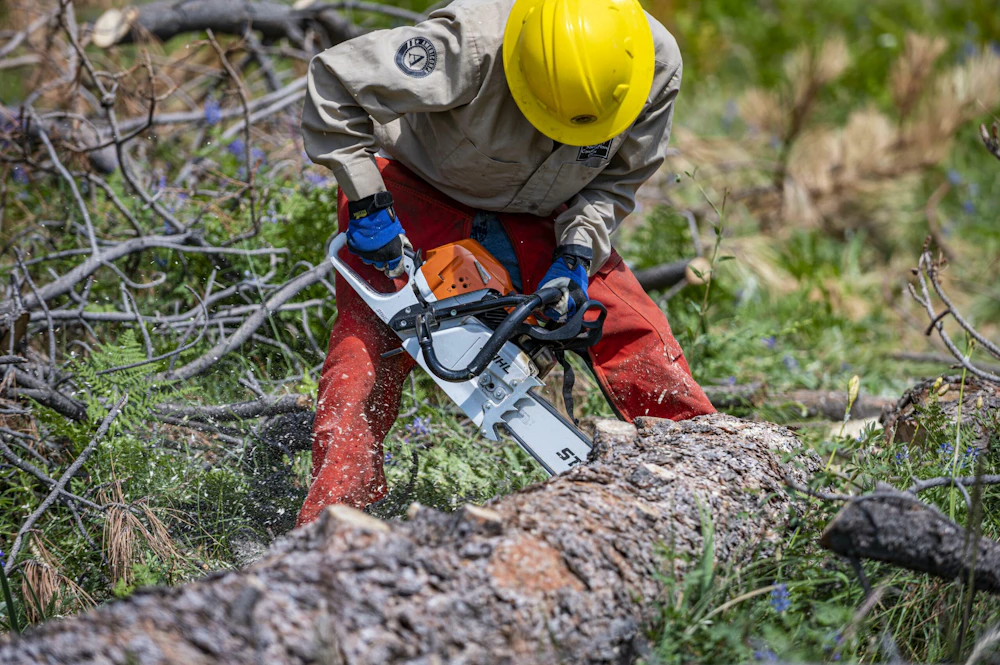 Forest thinning crew member cuts into a fallen log with a chainsaw on the Coconino National Forest.