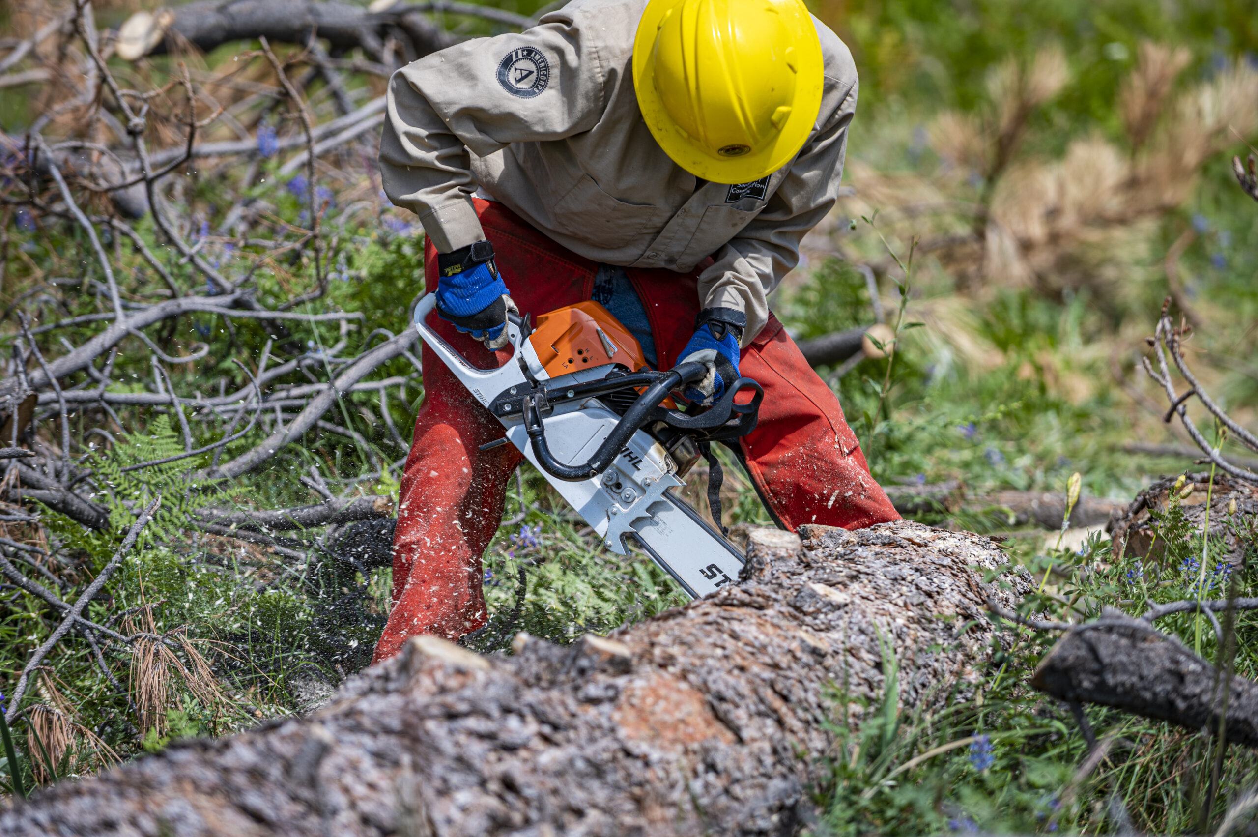 Crew member using a chainsaw to cut a downed log.