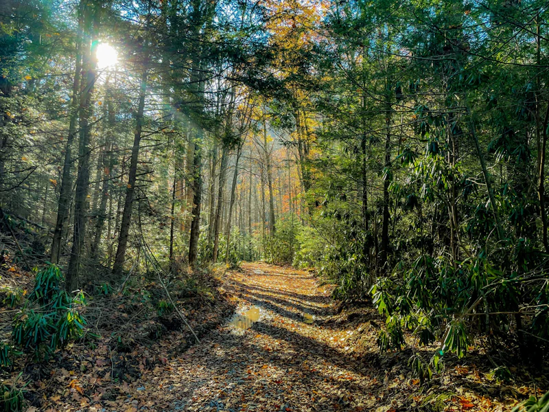 Portion of the Allegheny Trail near Elkins, WV taken during late fall.