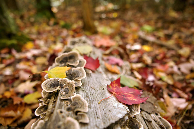 Turkey tail mushrooms grow on stumps and the decomposing wood of trees. Edible and colorful, they are a welcomed food for forest wildlife.