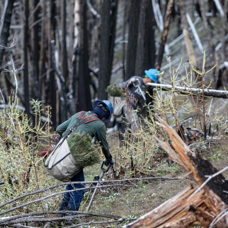 Two tree planters climb a steep slope covered in burned tree stumps. They carry bags of saplings and shovels.