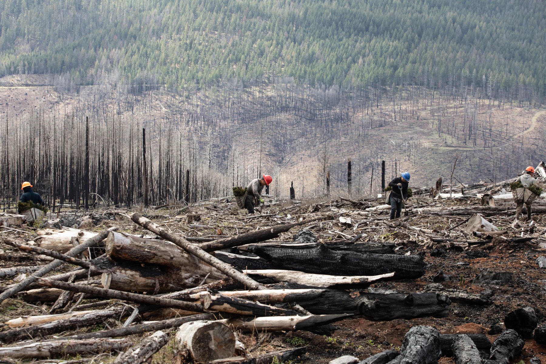 Four tree planters navigate fallen trees on a bare mountain slope that have recently burned.