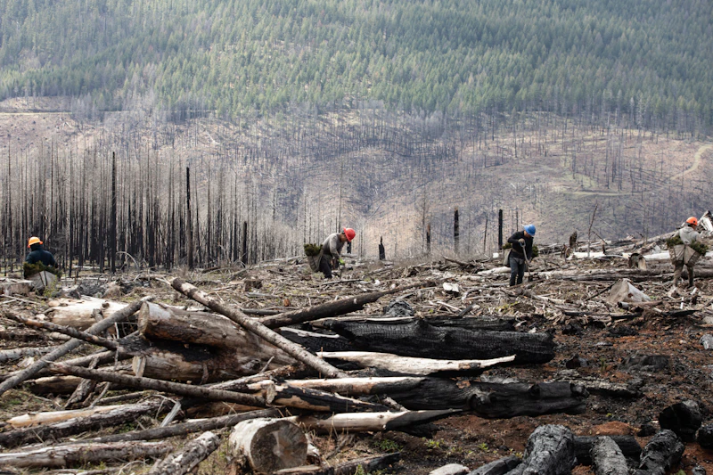Four tree planters navigate fallen trees on a bare mountain slope that have recently burned.