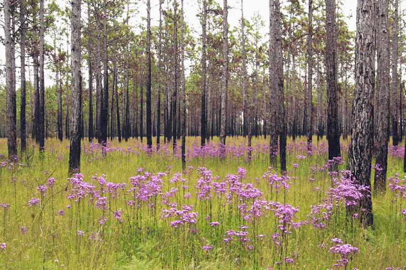Wildflowers on an open pine forest floor.