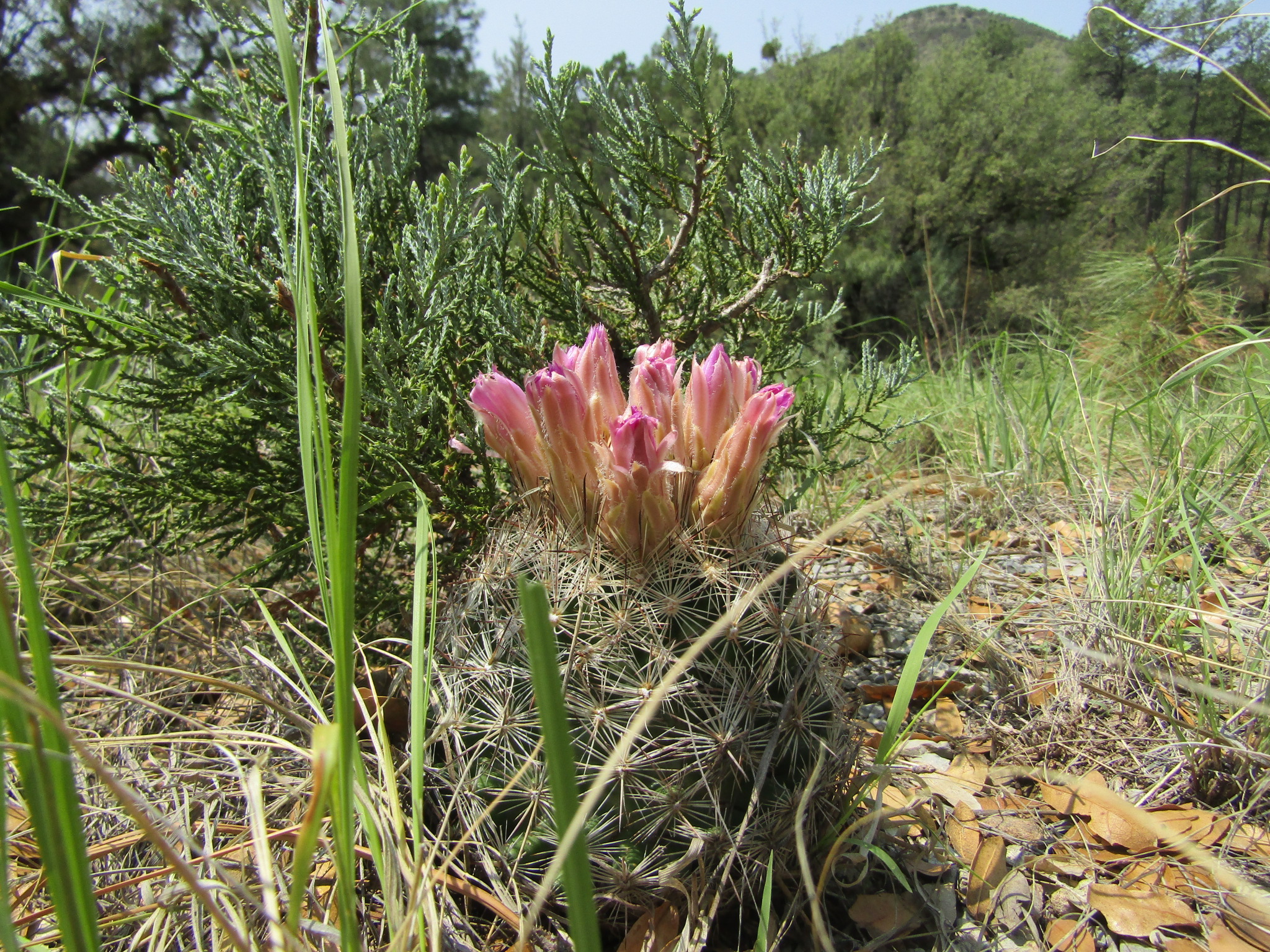 Cactus.
