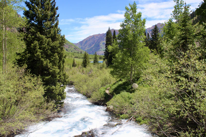 a rushing river flows through a forest