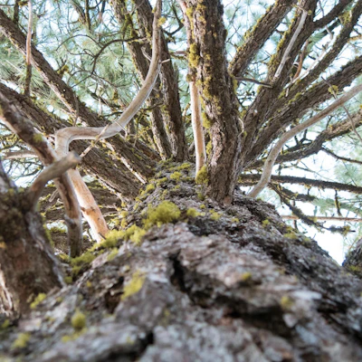 Lodgepole Pine.