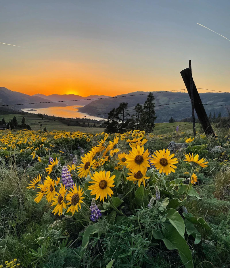 Wildflowers.