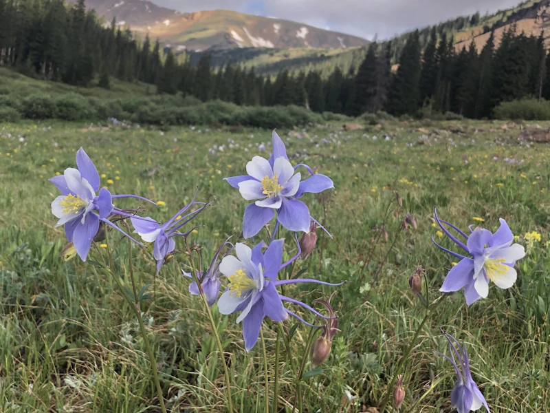 small purple flowers in an alpine meadow