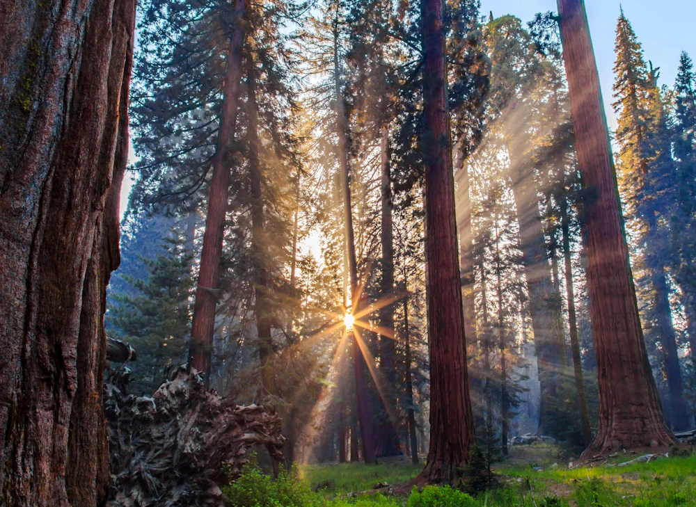 3545 Ritchie Nina Sequoia National Forest