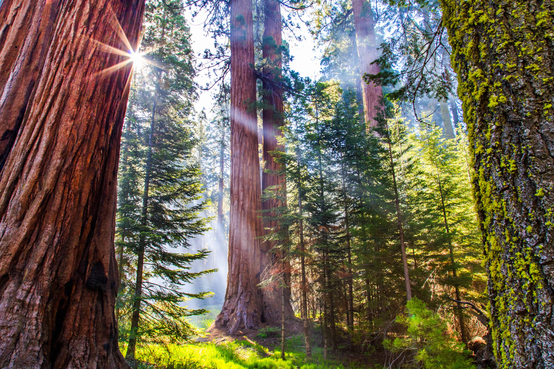 sunlight streaming through a forest of large trees