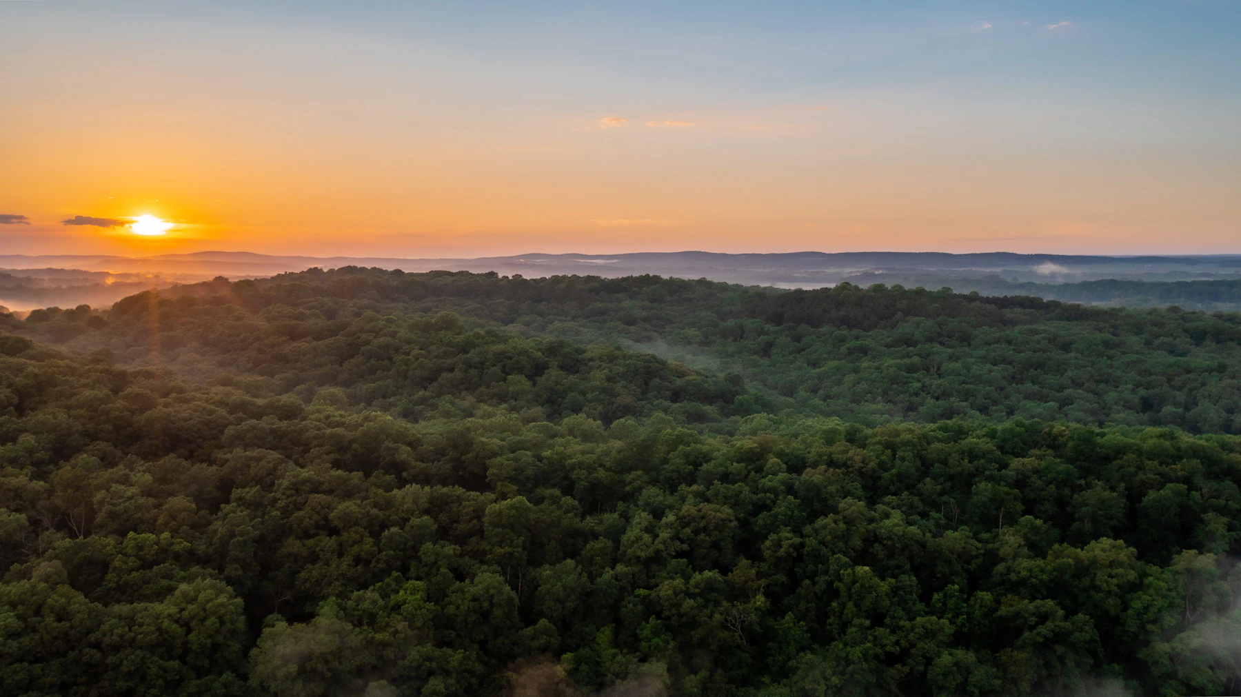 Sweeping view of a green forest.
