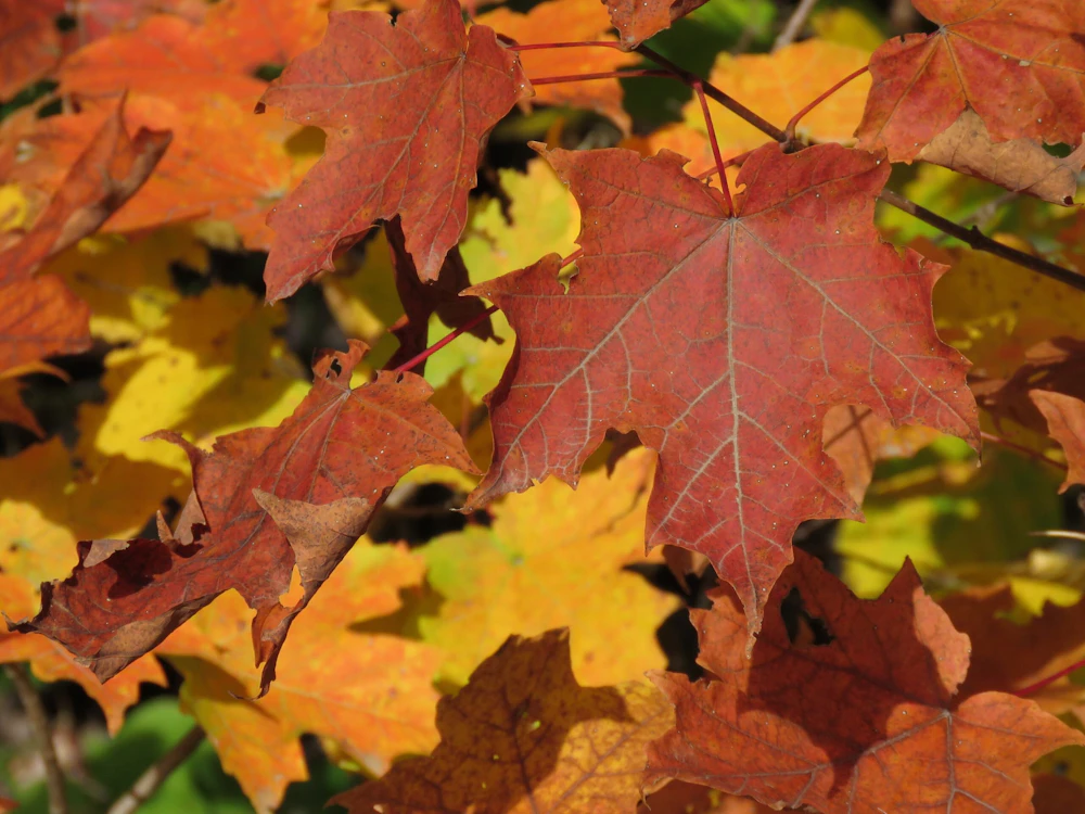 37157215076 7D67Dac478 O Red Maple Superior National Forest 2
