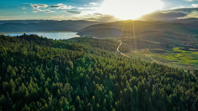 Ariel view of a pine forest.