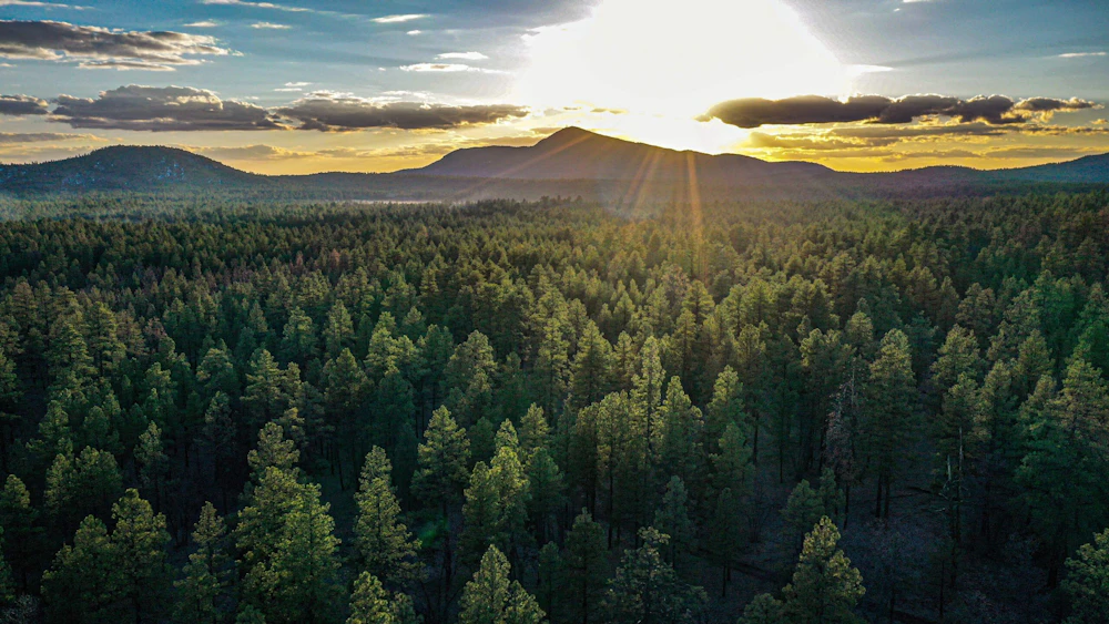 Pine forest.