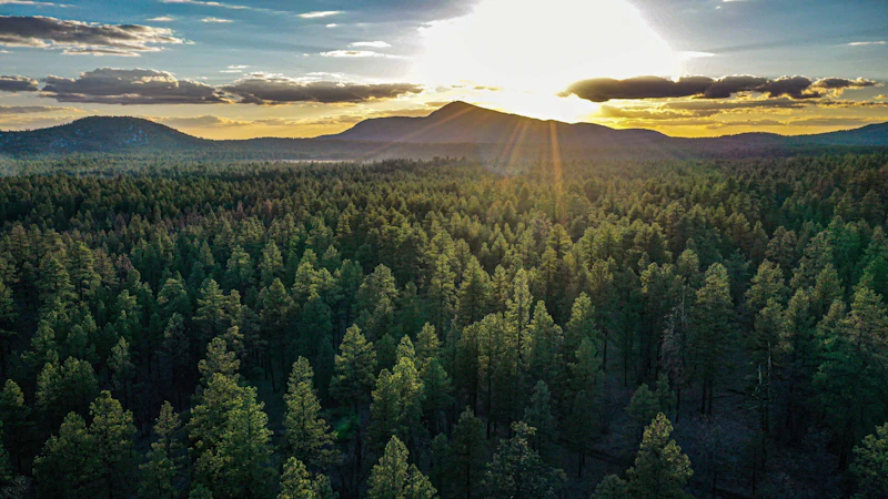 Pine forest.