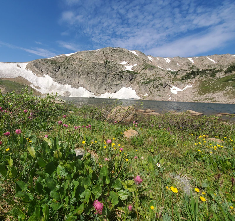 meadow of wildflowers in front of a high alpine lake
