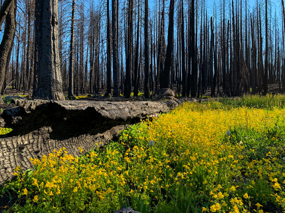 4561 Sheeter Cecelia Sierra National Forest