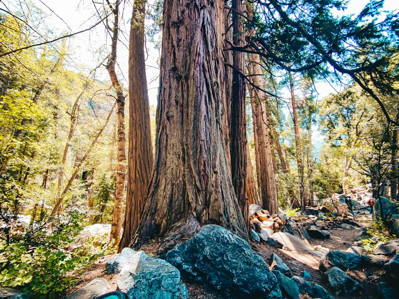 a large tree trunk in the forest