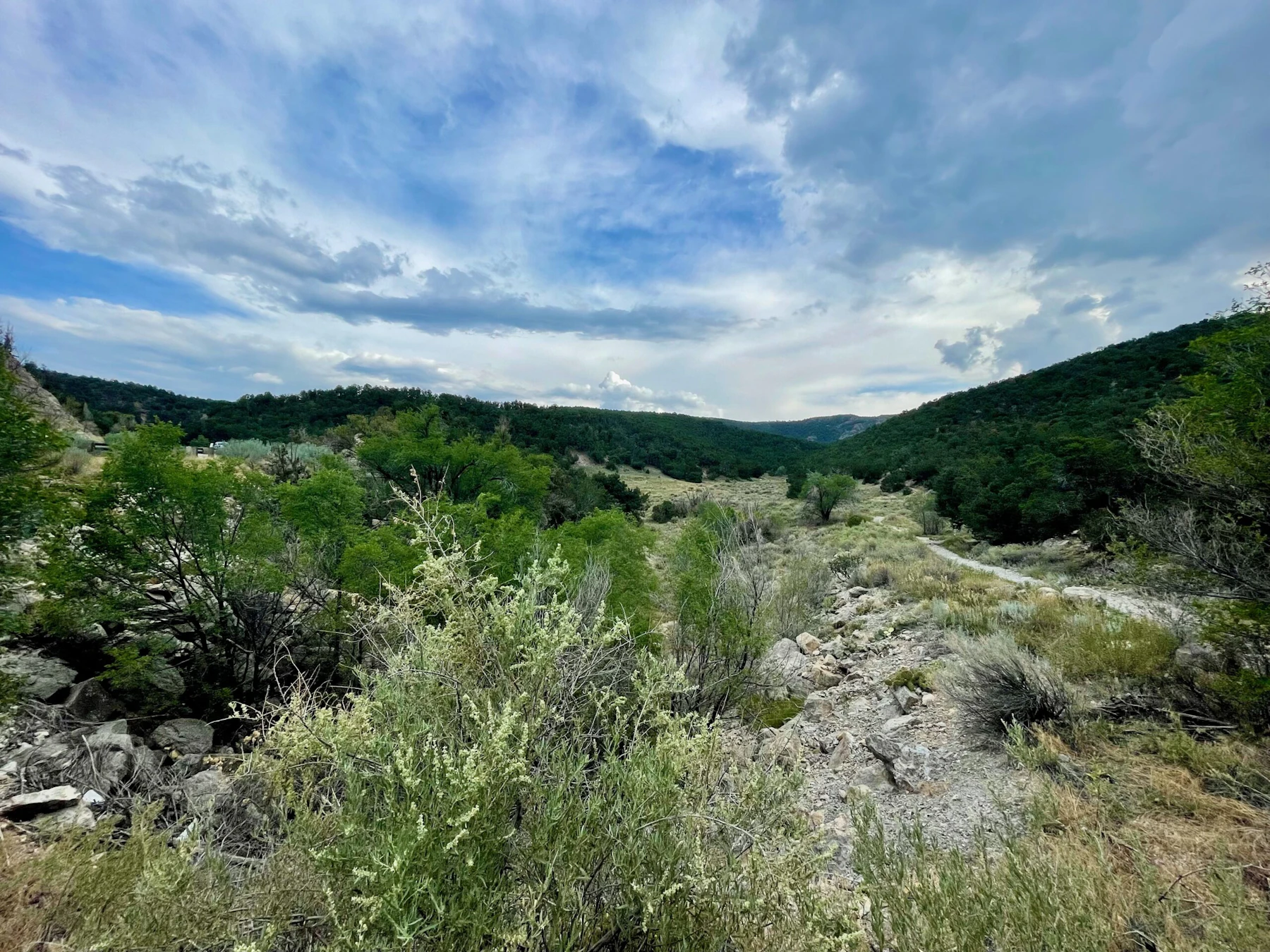 Sage brush.