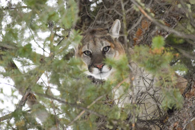 Male cougar.
