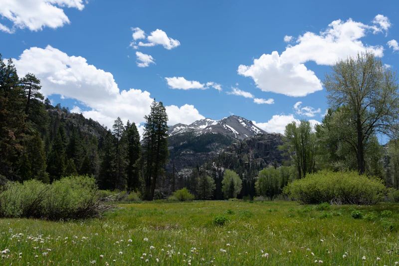 a meadow and mountain