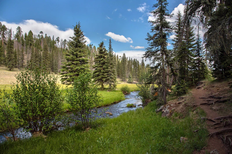 creek through forest and meadows