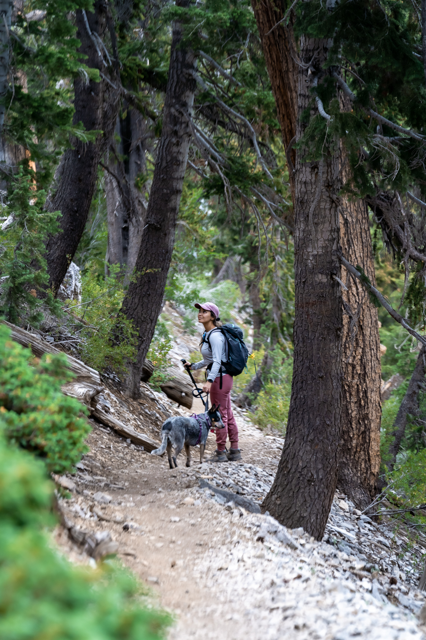 Girl and her dog hike a forest trail.