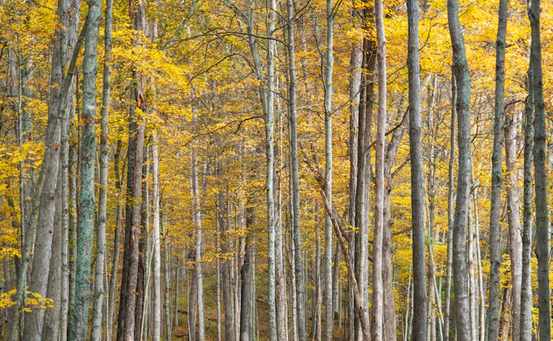 Maple Leaves in the fall.